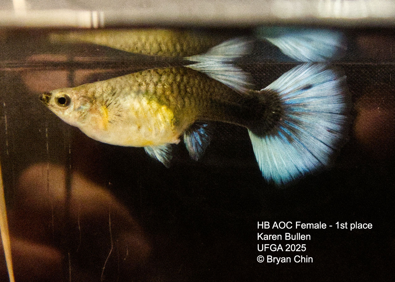Guppy Female  HB Pastel